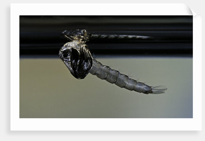 Culex pipiens (common house mosquito) - emerging from under the water surface by Anonymous