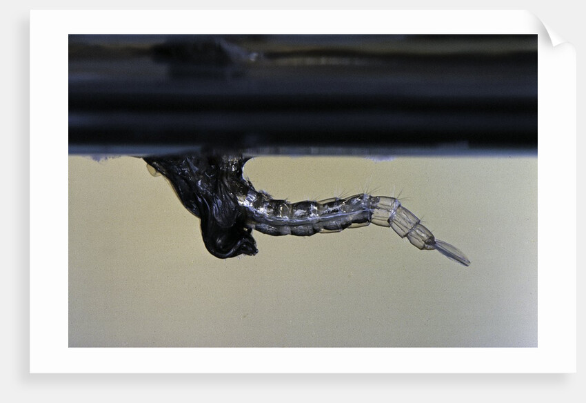 Culex pipiens (common house mosquito) - emerging from under the water surface by Anonymous