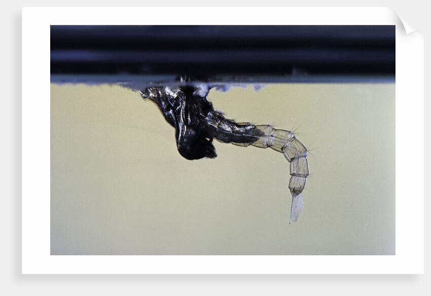 Culex pipiens (common house mosquito) - emerging from under the water surface by Anonymous