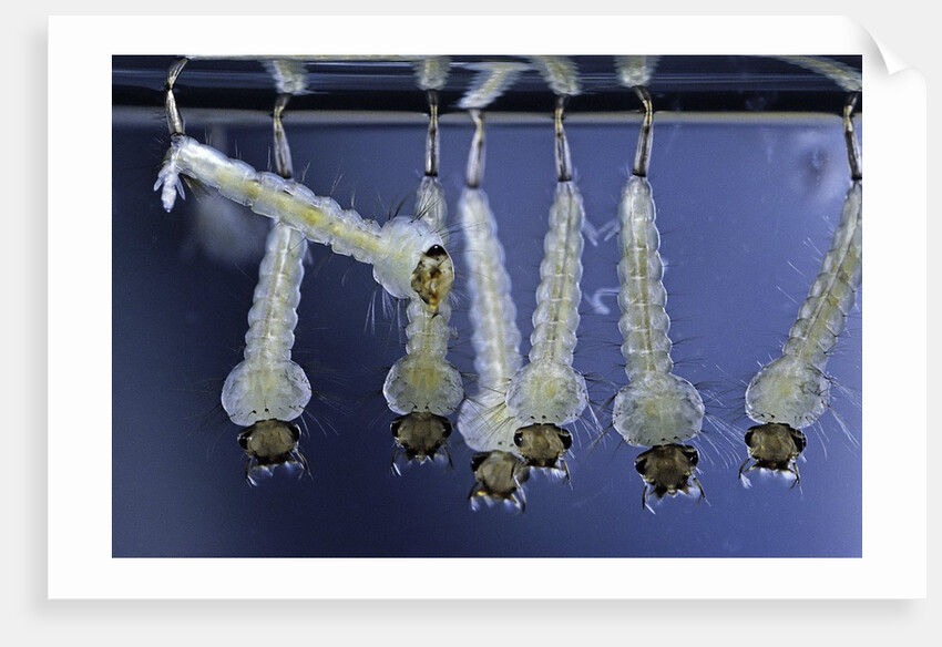 Culex pipiens (common house mosquito) - larvae by Anonymous