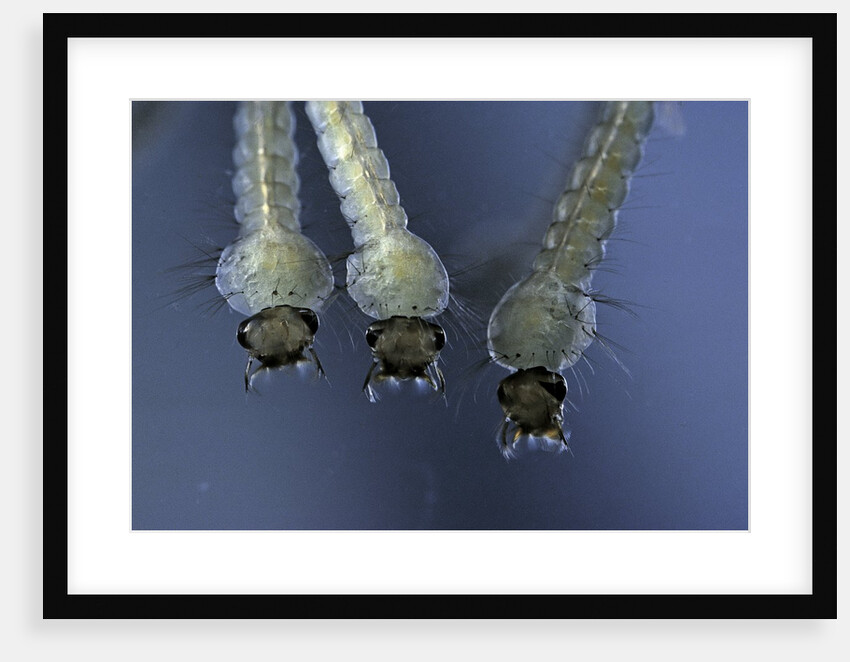 Culex pipiens (common house mosquito) - larvae by Anonymous
