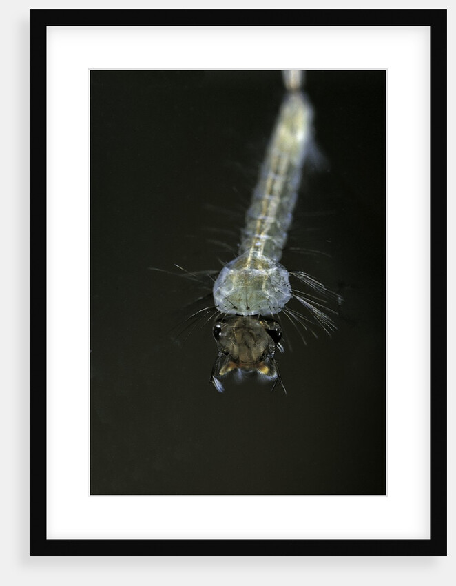 Culex pipiens (common house mosquito) - larva by Anonymous