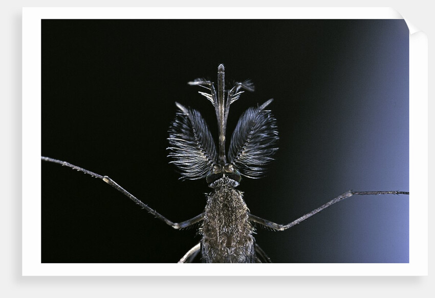 Culex pipiens (common house mosquito) - male by Anonymous