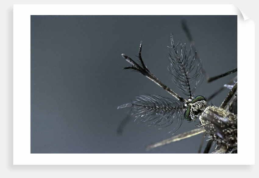 Culex pipiens (common house mosquito) - male by Anonymous