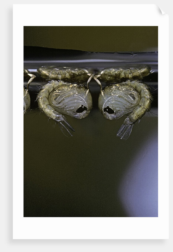 Culex pipiens (common house mosquito) - pupae by Anonymous