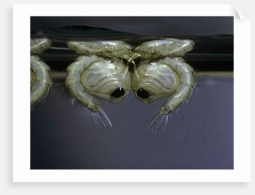 Culex pipiens (common house mosquito) - pupae by Anonymous