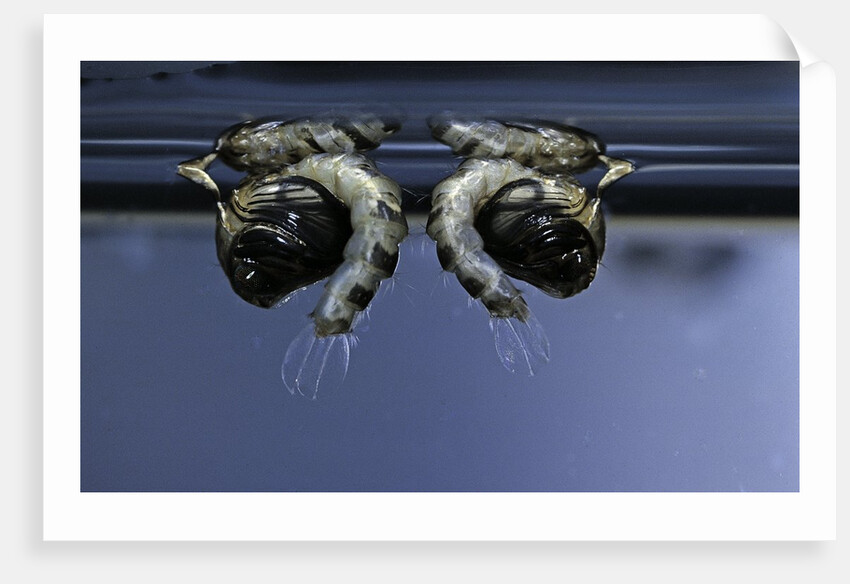 Culex pipiens (common house mosquito) - old pupae by Anonymous