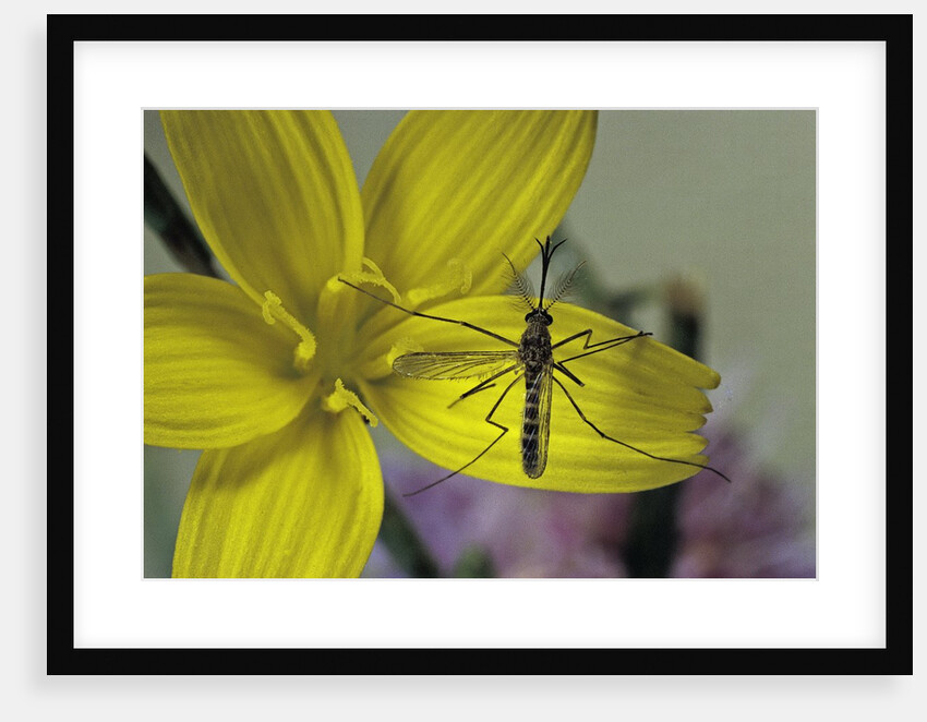 Culex pipiens (common house mosquito) - on a flower by Anonymous