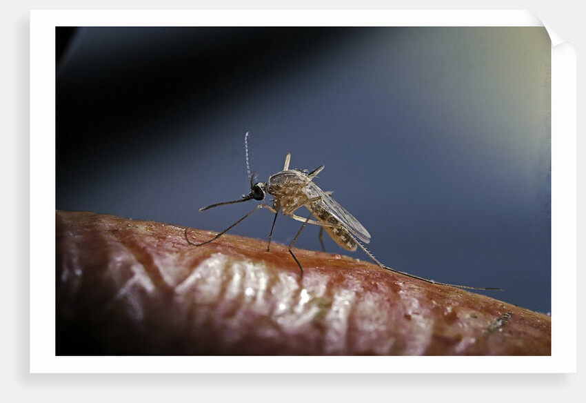 Culex pipiens (common house mosquito) - on a flower by Anonymous