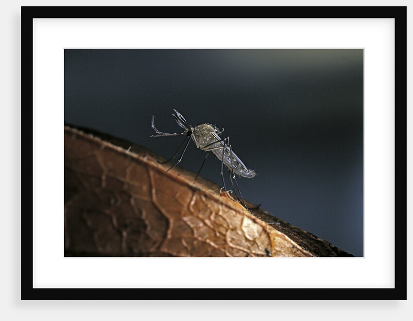 Culex pipiens (common house mosquito) - on a flower by Anonymous