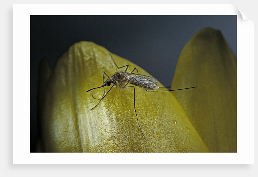 Culex pipiens (common house mosquito) - on a flower by Anonymous