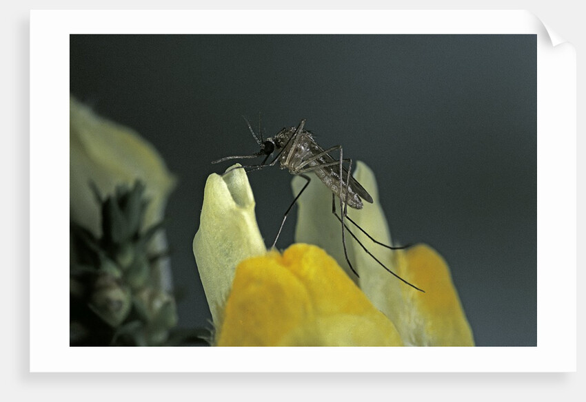 Culex pipiens (common house mosquito) - on a flower by Anonymous