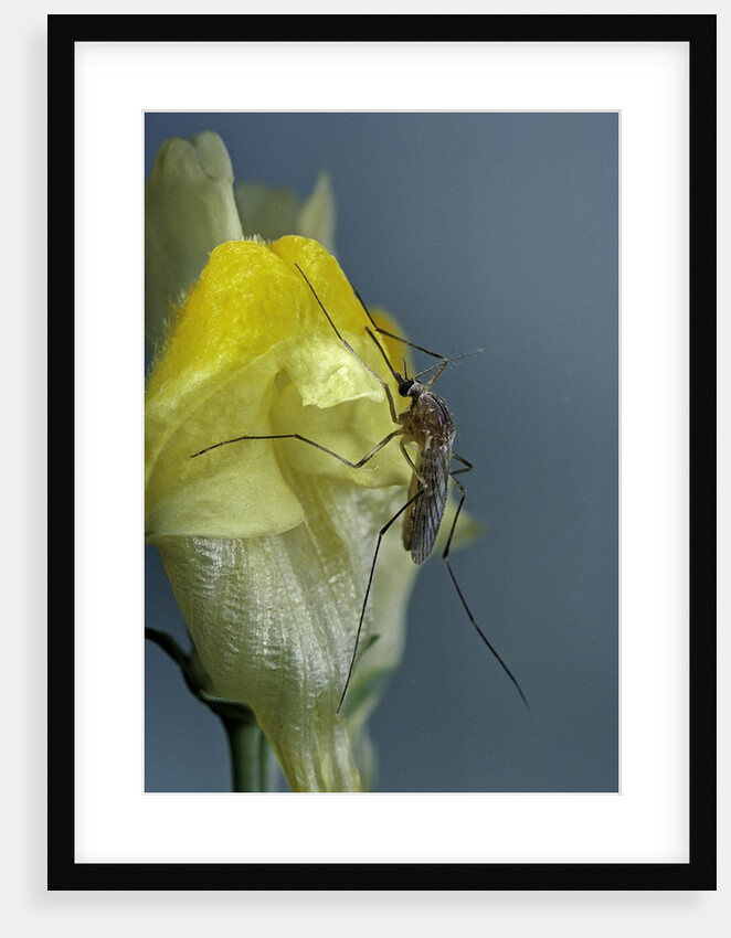 Culex pipiens (common house mosquito) - on a flower by Anonymous