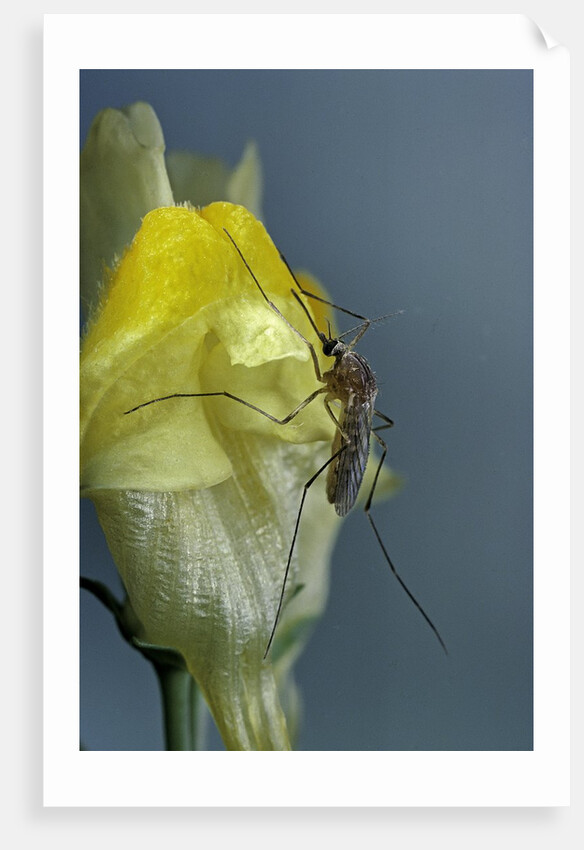 Culex pipiens (common house mosquito) - on a flower by Anonymous