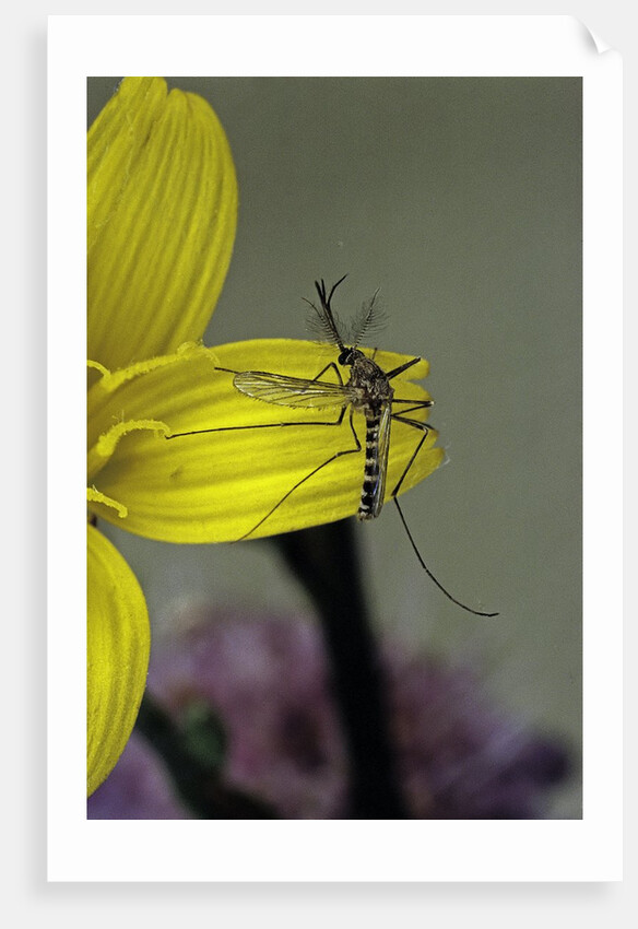 Culex pipiens (common house mosquito) - on a flower by Anonymous