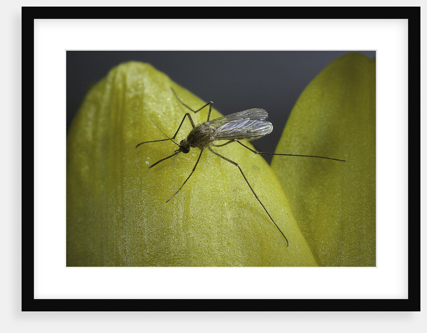 Culex pipiens (common house mosquito) - on a flower by Anonymous
