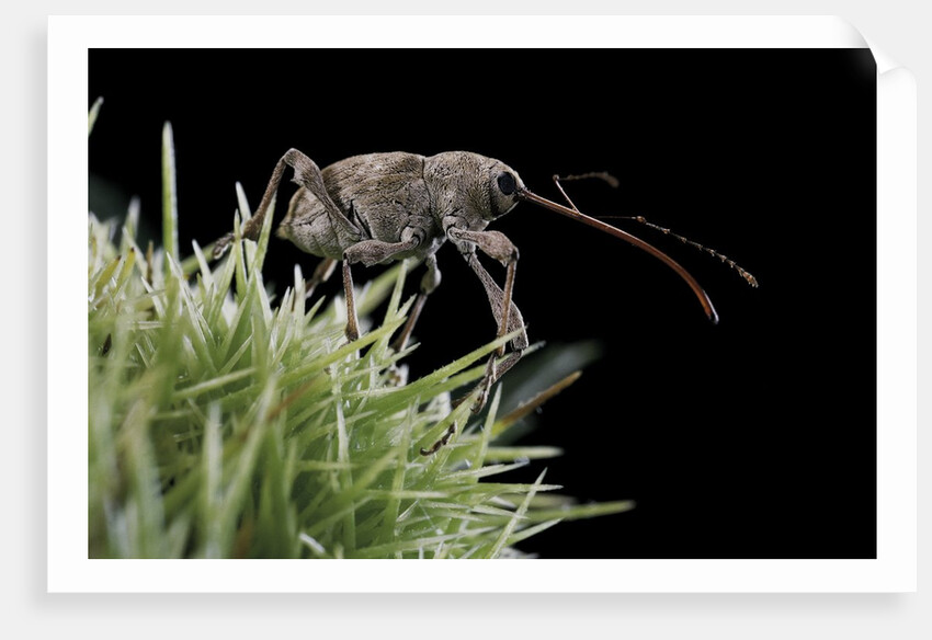 Curculio elephas (chestnut weevil) by Anonymous