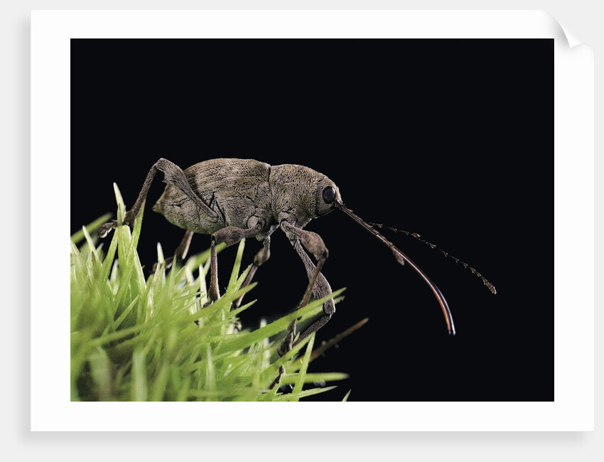 Curculio elephas (chestnut weevil) by Anonymous