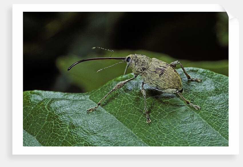 Curculio elephas (chestnut weevil) by Anonymous