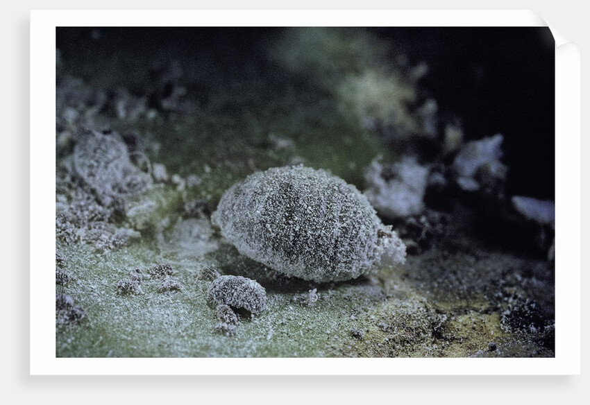 Dactylopius coccus (opuntia cochineal scale) by Anonymous