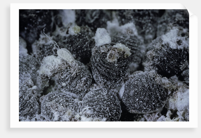 Dactylopius coccus (opuntia cochineal scale) by Anonymous