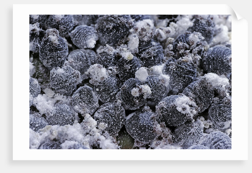 Dactylopius coccus (opuntia cochineal scale) by Anonymous