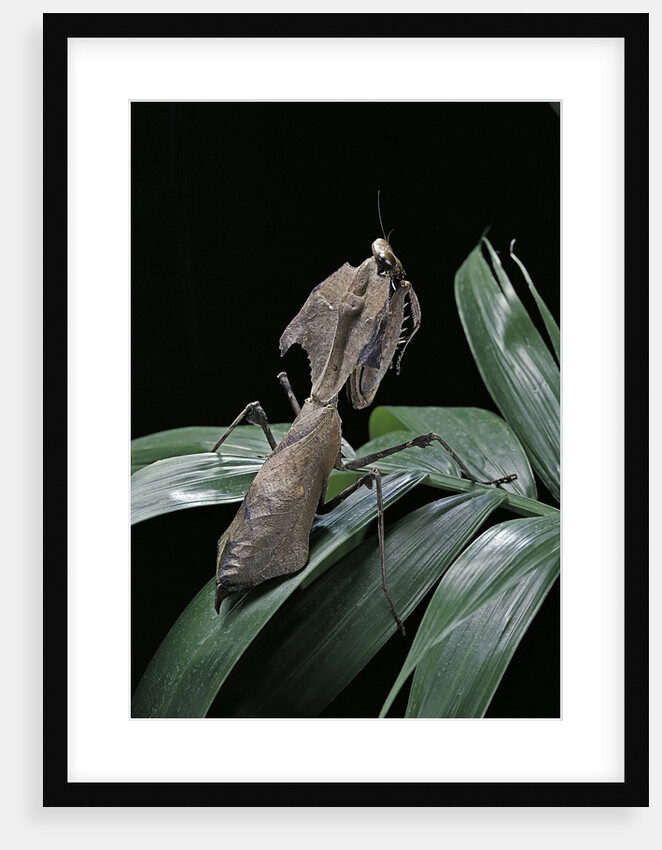 Deroplatys desiccata (giant dead leaf mantis) by Anonymous