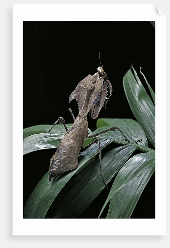 Deroplatys desiccata (giant dead leaf mantis) by Anonymous