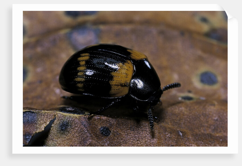 Diaperis boleti (darkling beetle) by Anonymous