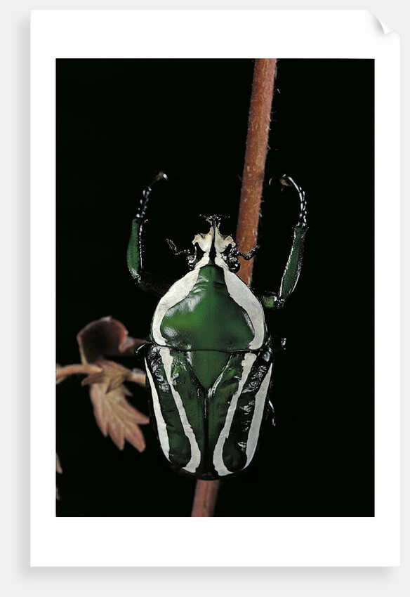 Dicronorrhina derbyana layardi (flower chafer) by Anonymous
