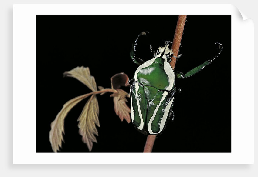 Dicronorrhina derbyana layardi (flower chafer) by Anonymous