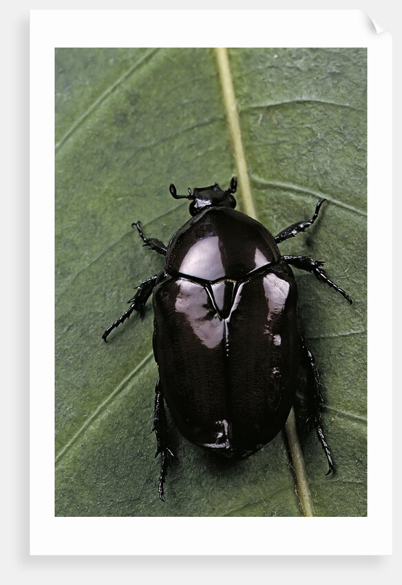Diplognatha gagates (flower chafer) by Anonymous