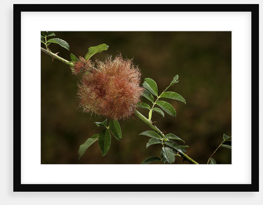 Diplolepis rosae (mossy rose gall wasp) - rose bedeguar gall by Anonymous