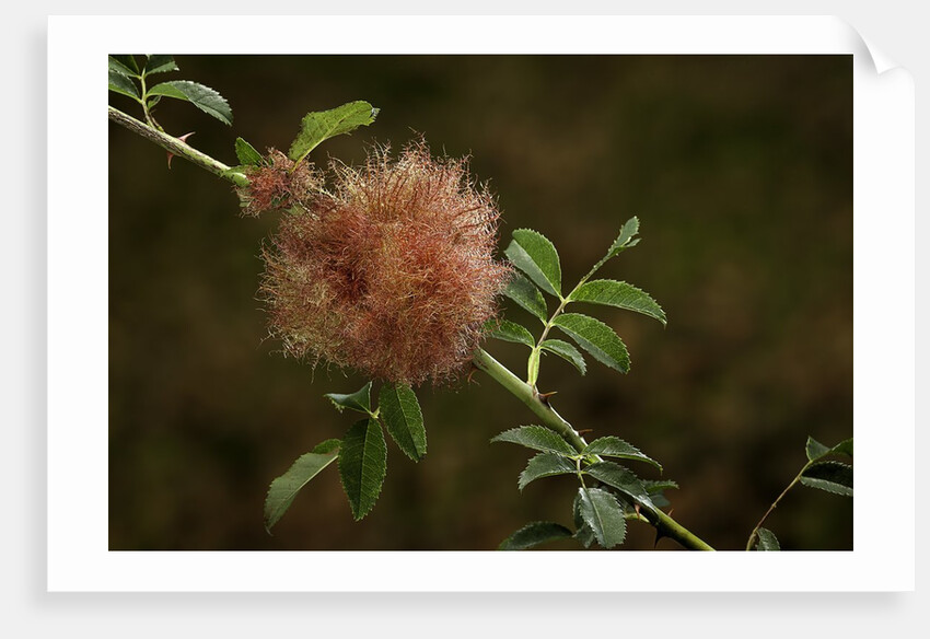 Diplolepis rosae (mossy rose gall wasp) - rose bedeguar gall by Anonymous