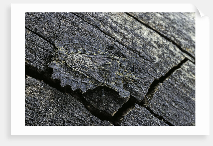 Dysodius lunatus (lunate flatbug) by Anonymous