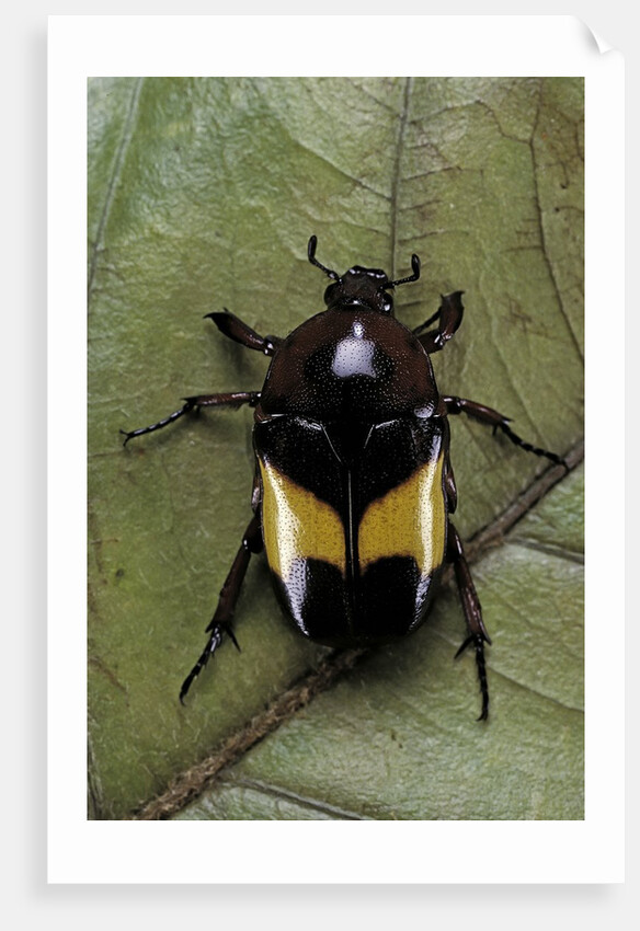 Dyspilophora abbreviata (flower beetle) by Anonymous