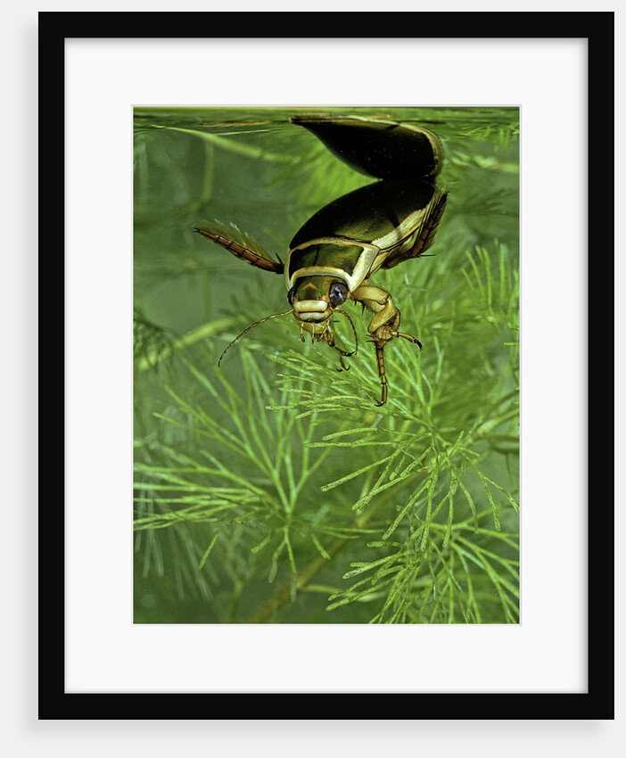Dytiscus marginalis (great diving beetle) by Anonymous