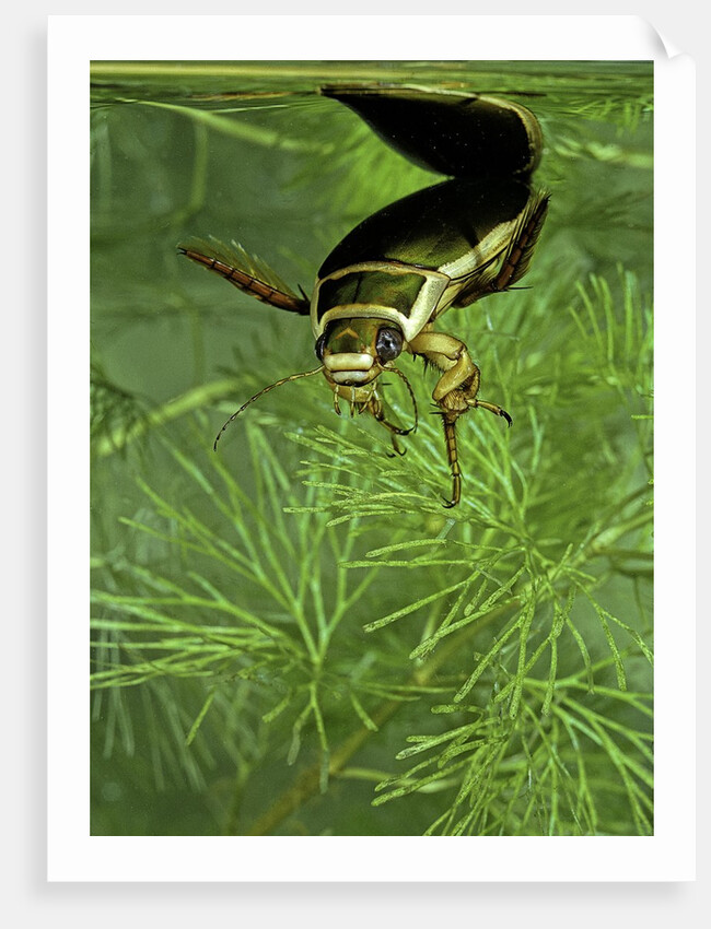 Dytiscus marginalis (great diving beetle) by Anonymous