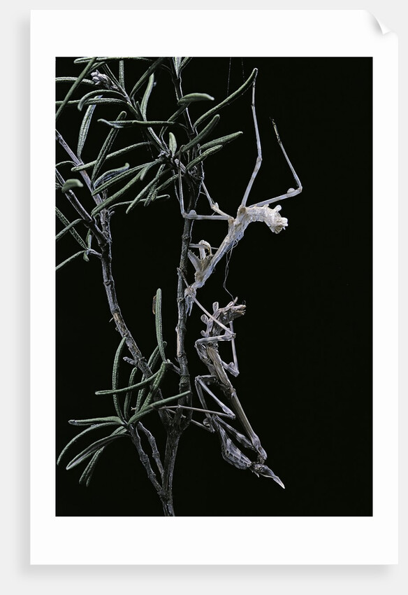 Empusa pennata (conehead mantis) - newly emerged by Anonymous