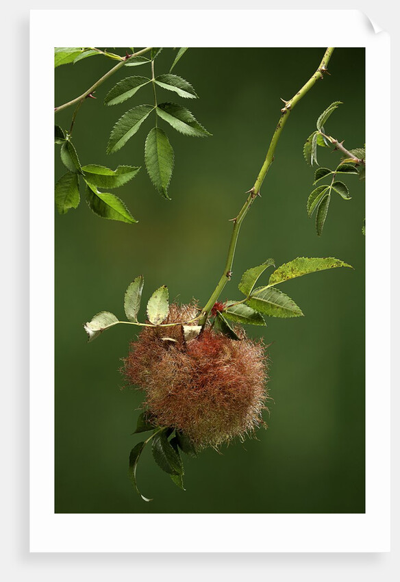Diplolepis rosae (mossy rose gall wasp) - rose bedeguar gall by Anonymous