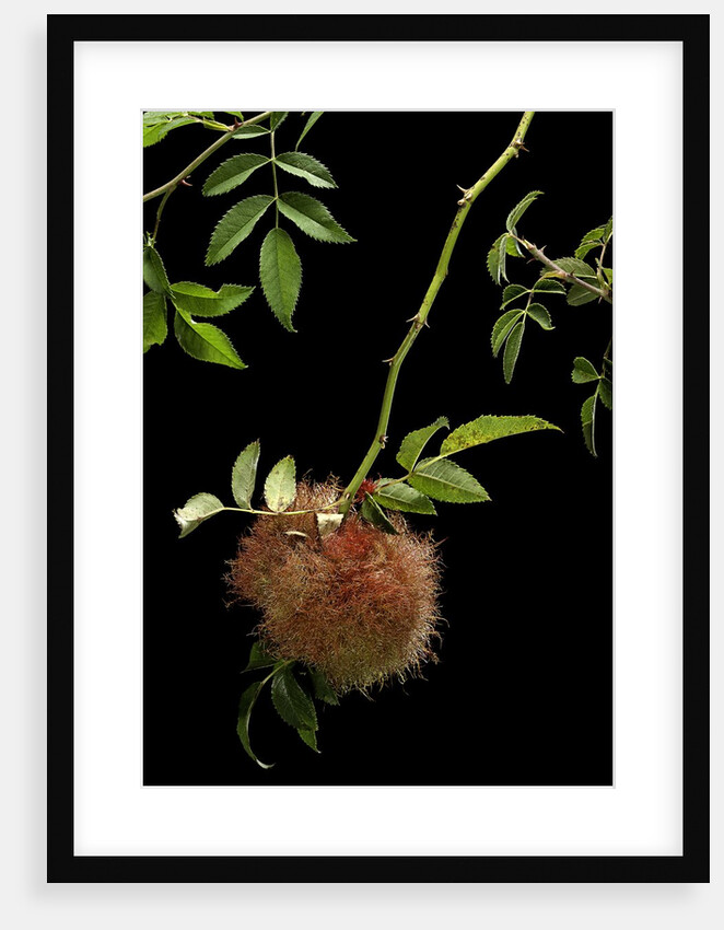 Diplolepis rosae (mossy rose gall wasp) - rose bedeguar gall by Anonymous