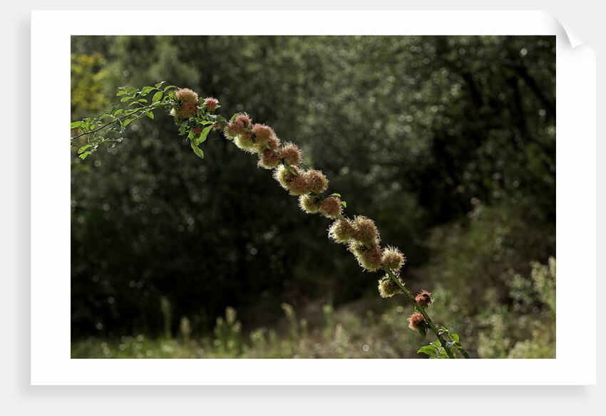 Diplolepis rosae (mossy rose gall wasp) - rose bedeguar gall by Anonymous