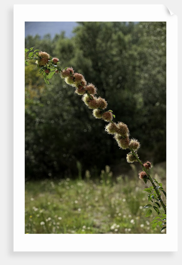 Diplolepis rosae (mossy rose gall wasp) - rose bedeguar gall by Anonymous