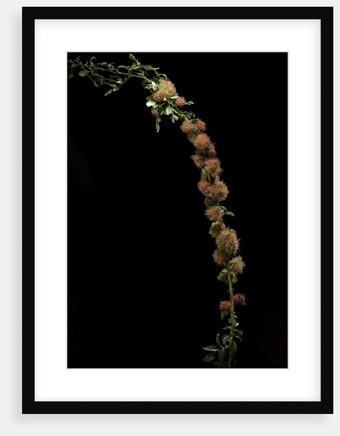 Diplolepis rosae (mossy rose gall wasp) - rose bedeguar gall by Anonymous