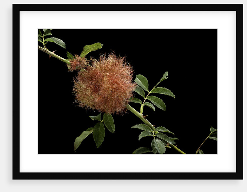 Diplolepis rosae (mossy rose gall wasp) - rose bedeguar gall by Anonymous