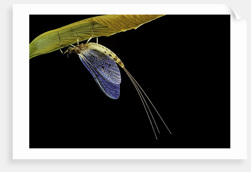 Ephemera danica (mayfly) by Anonymous