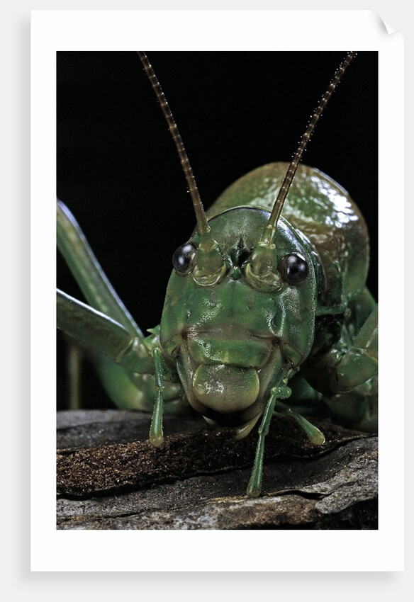 Ephippiger diurnus (bushcricket) by Anonymous