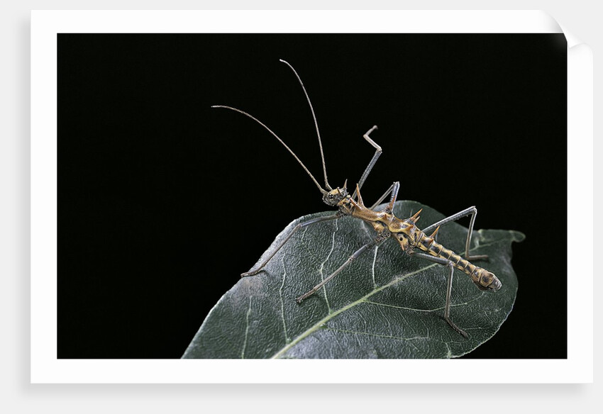 Epidares nolimetangere (touch me not stick insect) by Anonymous
