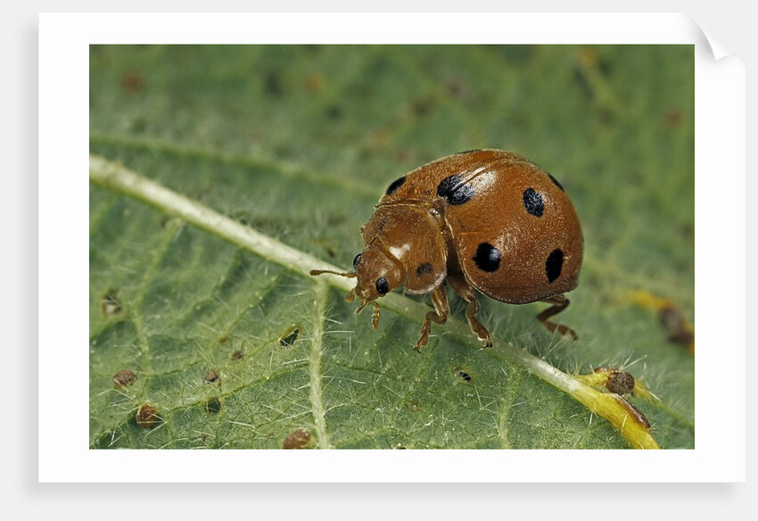 Epilachna chrysomelina (melon ladybeetle) by Anonymous