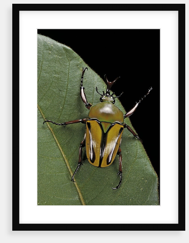 Eudicella gralli schultzeorum (flamboyant flower beetle) by Anonymous